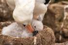 Falkland Islands, West Point Island. Black-browed albatross preening chick on nest. Art Print